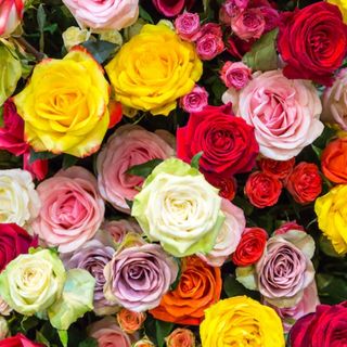 Rosa misto 101 pezzi