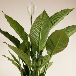 Spathiphyllum mezzo