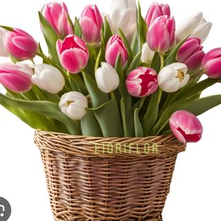 Tulipani Rosa e bianchi 30 pezzi