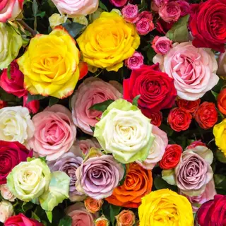 Rosa misto 51 pezzi 