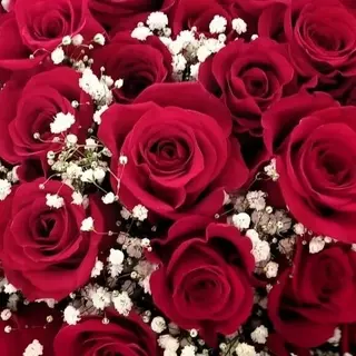 Rosa rosso 7 pezzi+ gypsohila