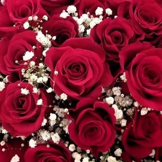 Rosa rosso 7 pezzi+ gypsohila