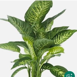 Diffenbachia piccolo