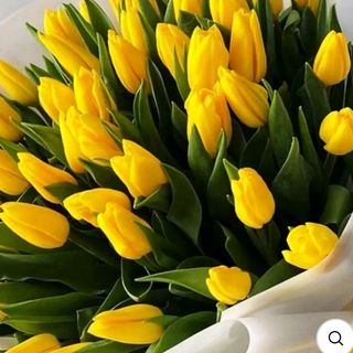 Tulipani gialle 20 pezzi