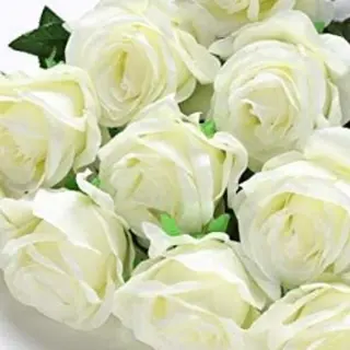 Rosa bianca 21 pezzi