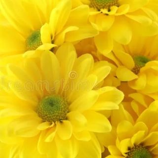 Margerita gialle 6 pezzi