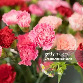 Garofano bouquet 
