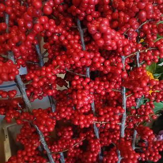 verticillata rosso una pezzi