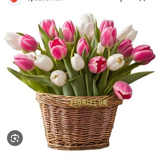 Tulipani Rosa e bianchi 20 pezzi