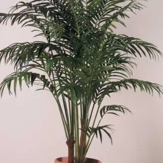 Kentia piante