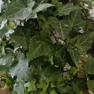 Headara