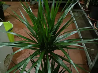 Dracaena marginata