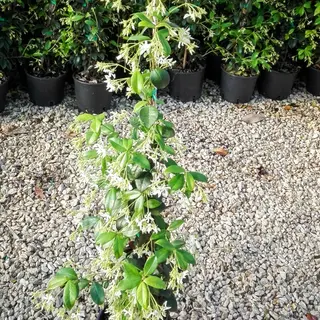 Gelsomino