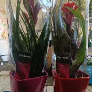 Becorum Bromelia