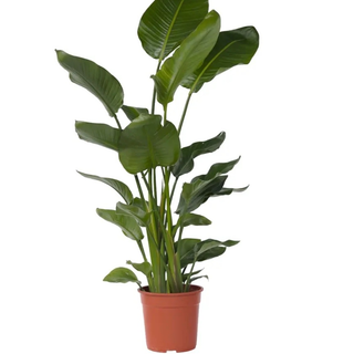 Strelitgia 