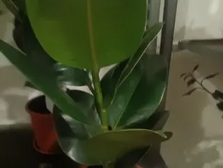 Ficus Elastica