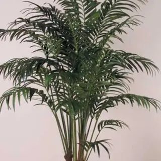 Kentia piante