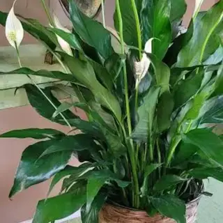 Spathiphyllum piccolo