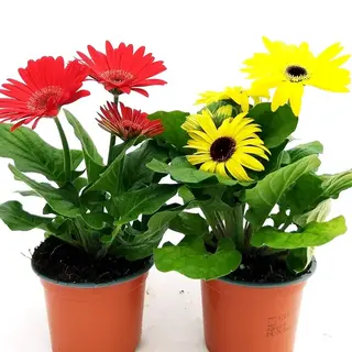 Pinate gerbera