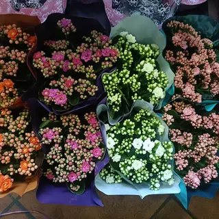 Kalanchoe