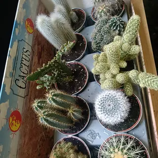 Cactus