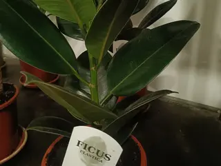 Ficus Elastica