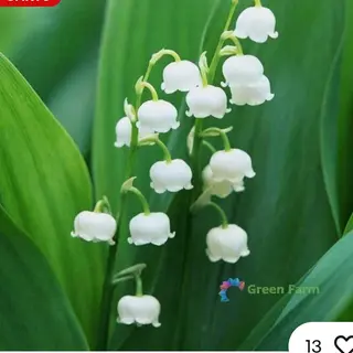 Convallaria Majalis