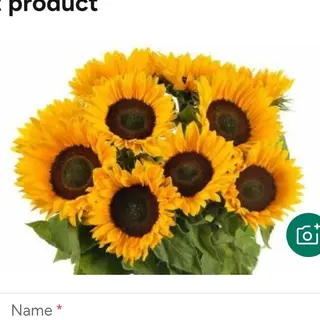 Girasole 5 pezzi