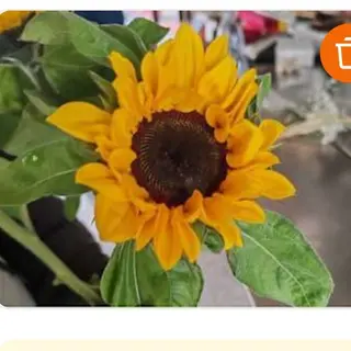 Girasole singola