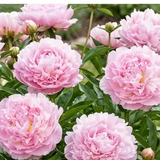 Peony