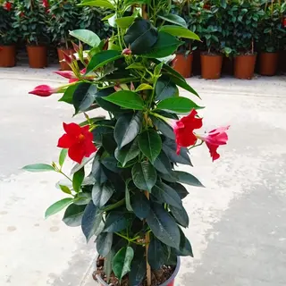 Diladenia