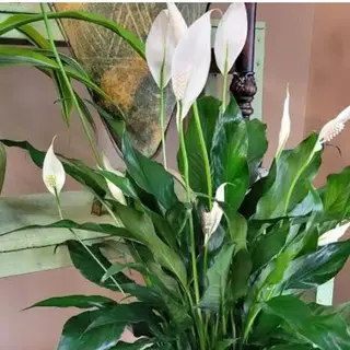 Spathiphyllum