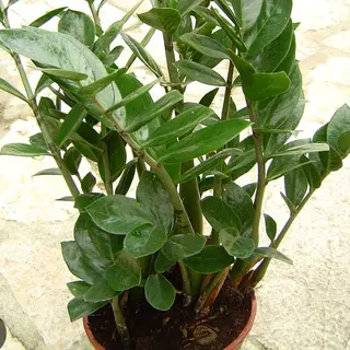 Jamia piante