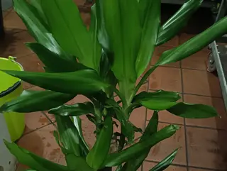 Dracaena Fragrans