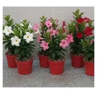 Dipladenia