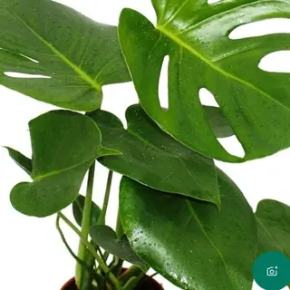 Monstera mezzo