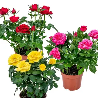 Pinate Rosa