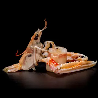Gunkan scampi