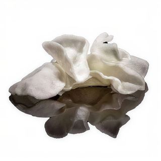 14.Nuvole di gamberi