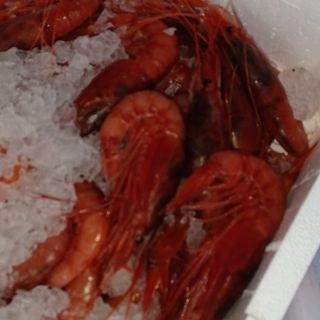 Gamberoni rossi Mazara