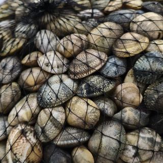 Vongole veraci 1kilo