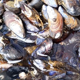 Cozze 1 kilo