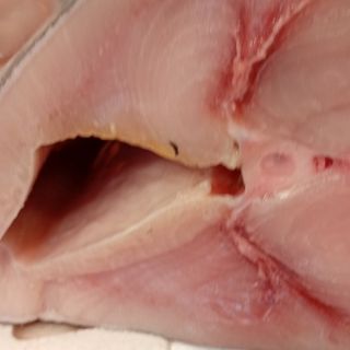 Trancio di pesce spada 500 grammi