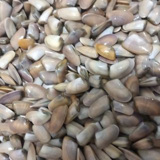 Telline del mare tirreno 1 kilo