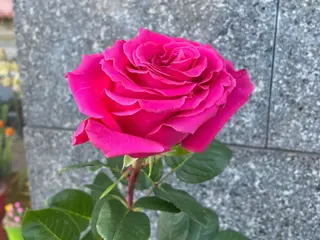 Rosa fucsia Ecuador