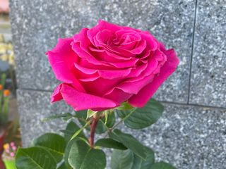 Rosa fucsia Ecuador