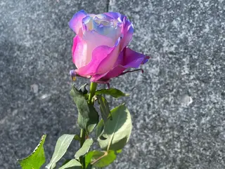 Rosa Colorata Ecuador