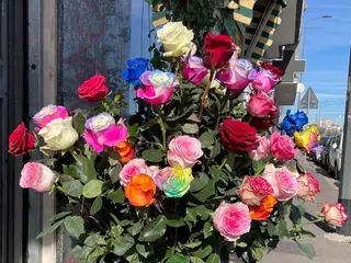 10 Rose colorate Ecuador