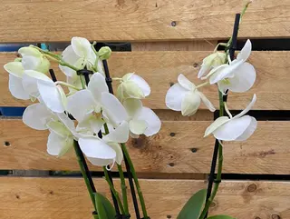 Orchidea bianca