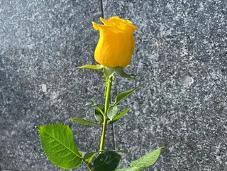 Rosa gialla singola